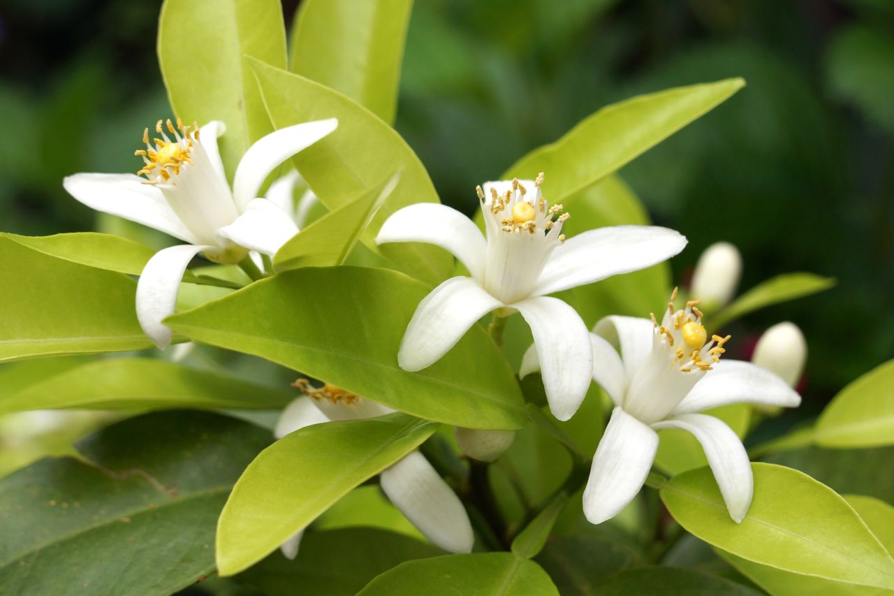 neroli