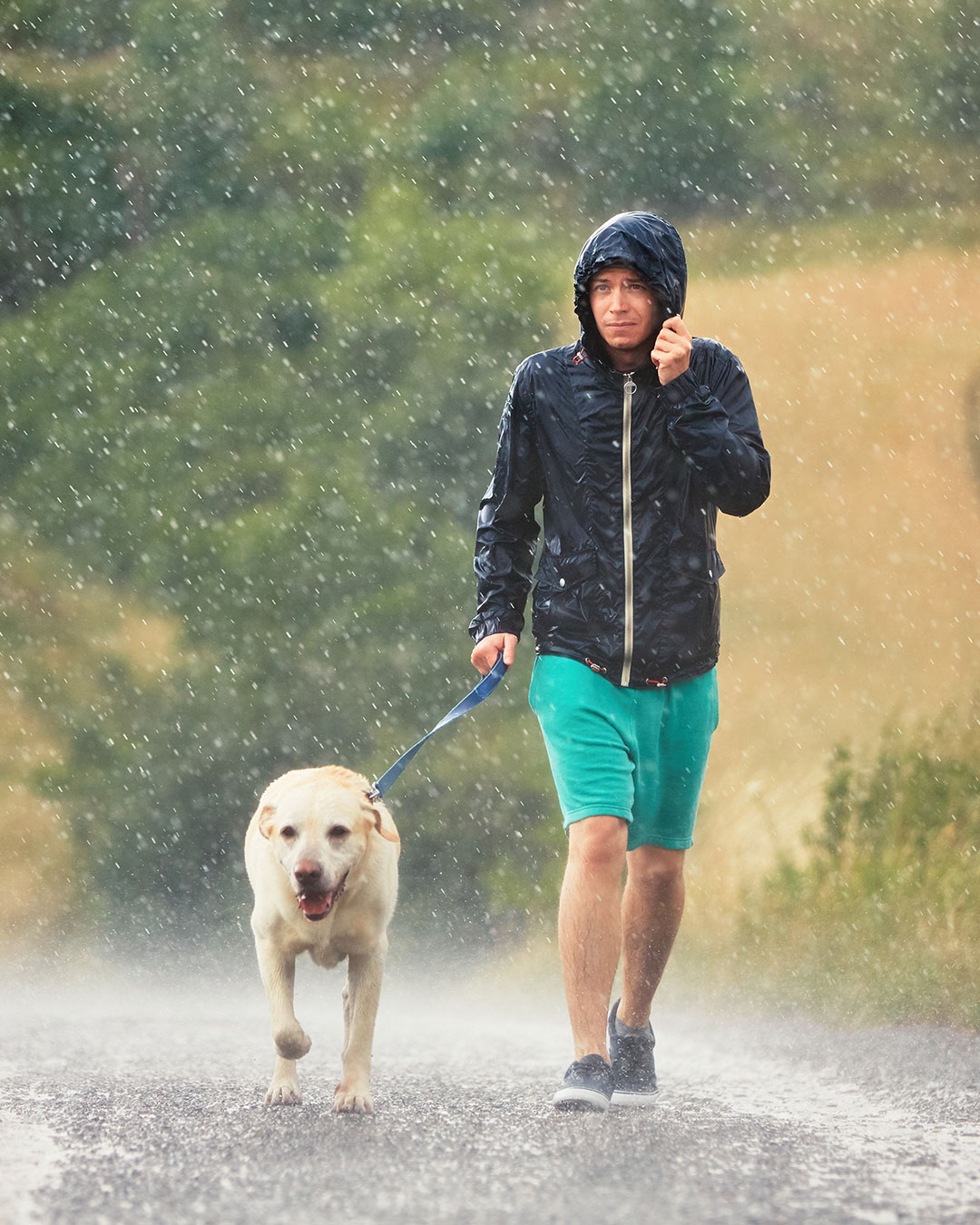 愛犬の散歩中に急な雨が降った日の対処法｜速乾ケアと健康管理が大切