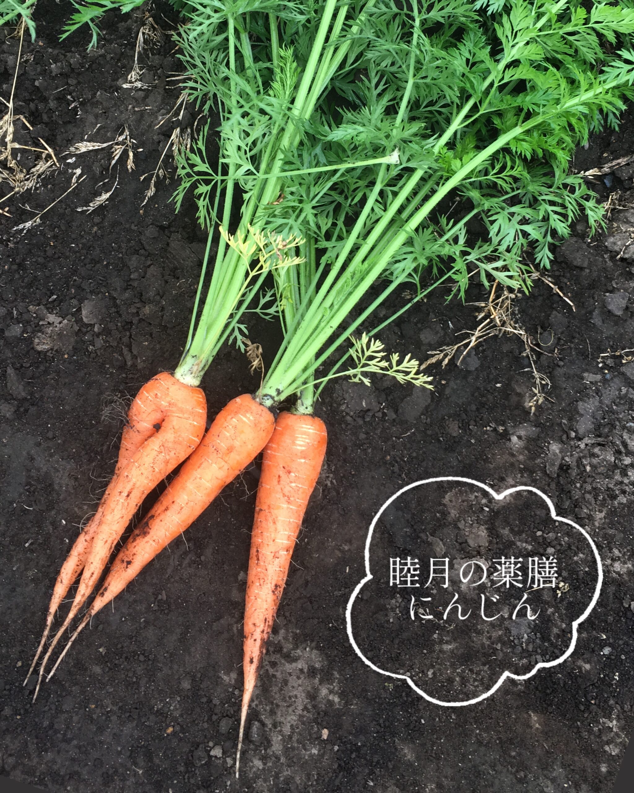 【睦月の薬膳】「冬野菜のポトフ」で目鼻喉の不調対策