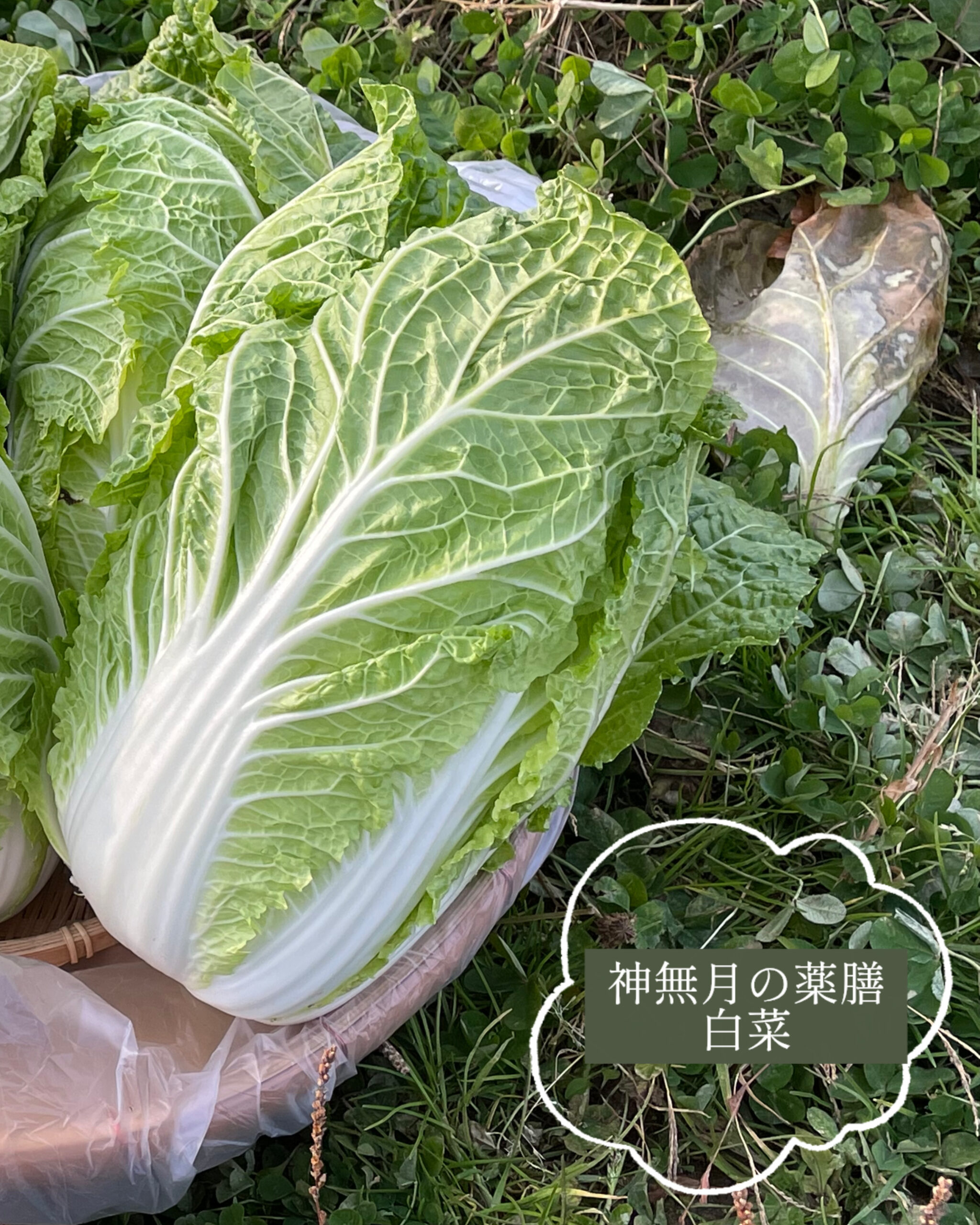 【神無月の薬膳】朝粥習慣で秋バテ対策「白菜と鱈の薬膳粥」